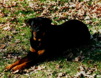 Tess the Rottweiler