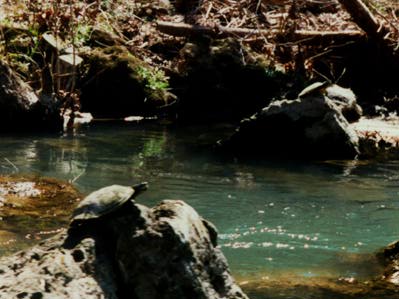 Two turtles on rocks